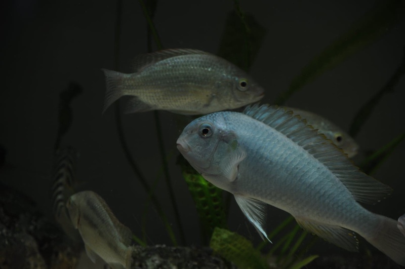 Pseudosimochromis curvifrons 'Mabilibili Bay'